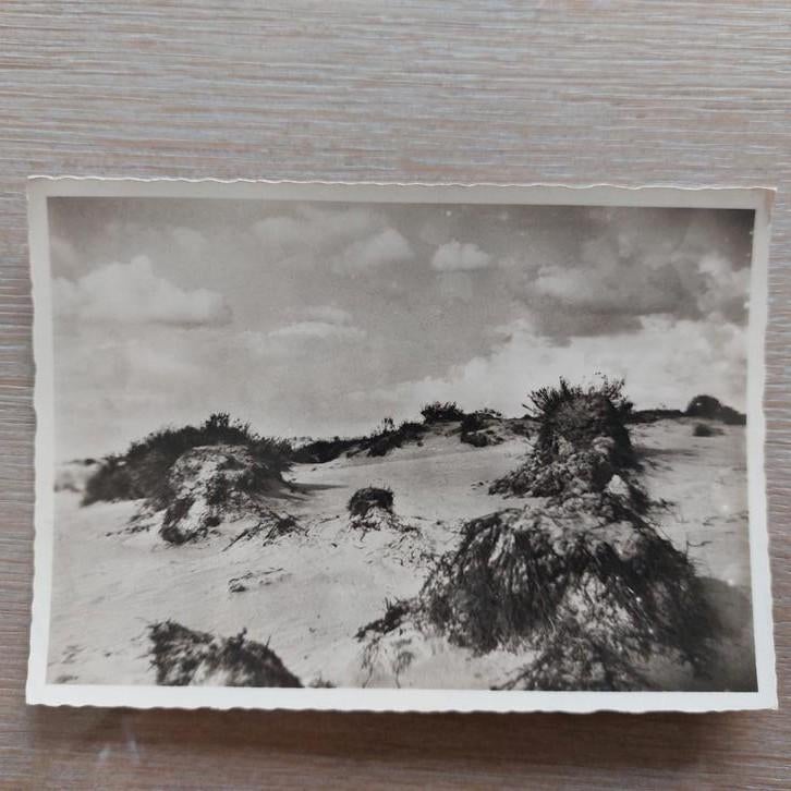 Postkaart : Kalmthoutse heide, Ophalen of Verzenden