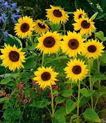 Zaden van Helianthus paccino  oogst 2025, Tuin en Terras, Ophalen of Verzenden, Gehele jaar, Zaad