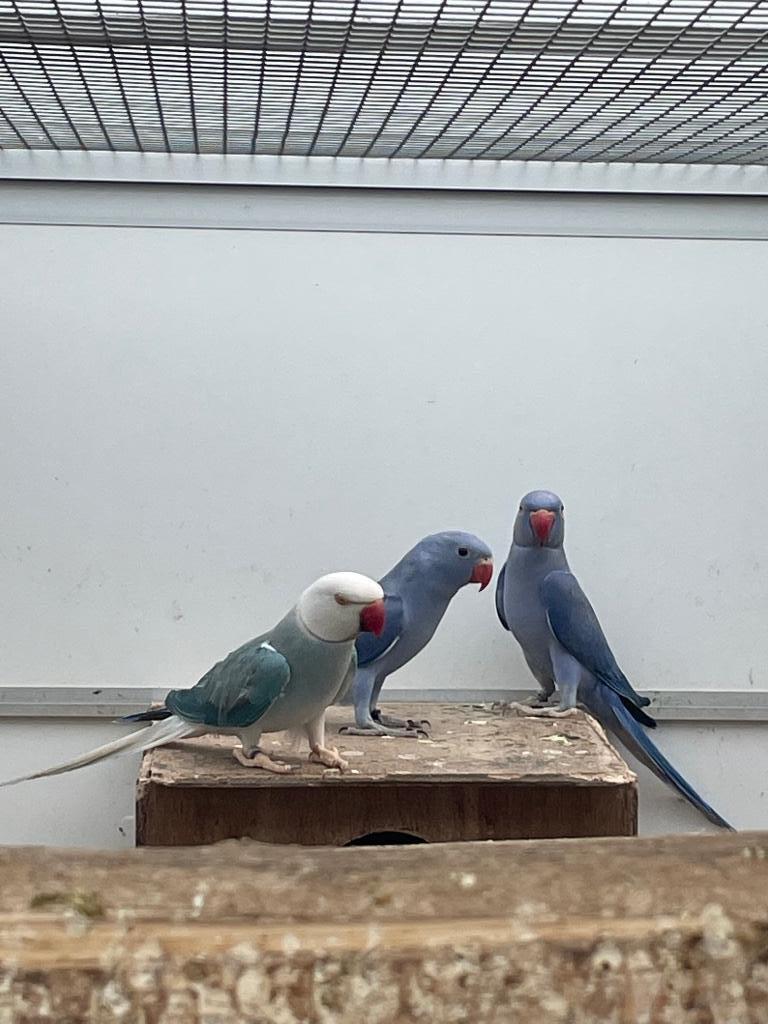 Jonge halsbandparkieten / halsband parkieten voor tam te mak, Meerdere dieren, Parkiet, Geringd