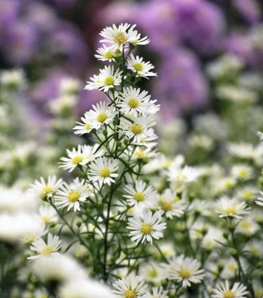Witte Aster vaste plant, Jardin & Terrasse, Bulbes & Semences, Toute l'année, Plein soleil, Enlèvement