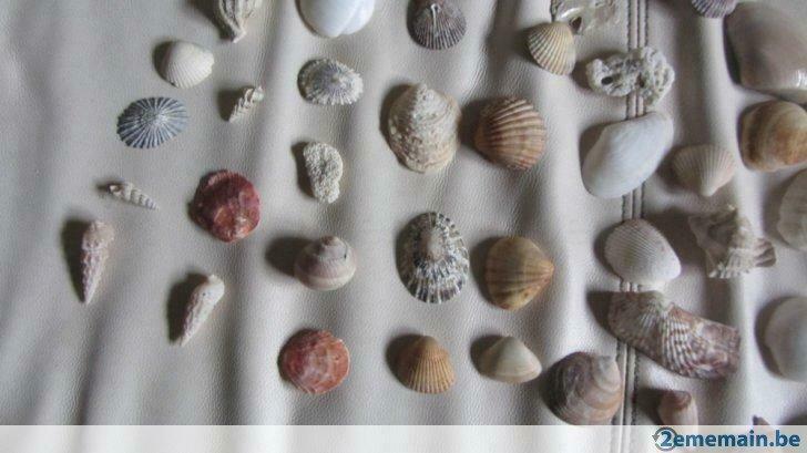 coquillages divers, Verzenden