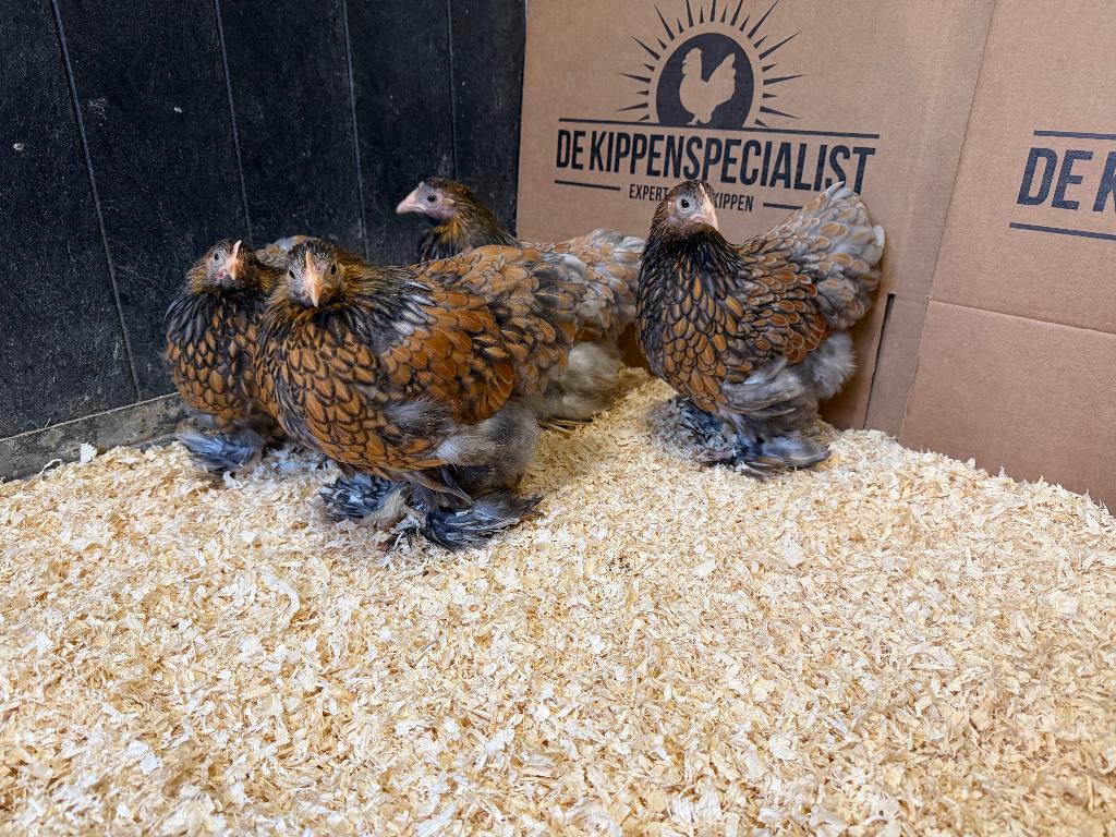 Jonge Cochin kriel goud blauw gezoomd gesekst en ingeënt, Dieren en Toebehoren, Vrouwelijk, Kip