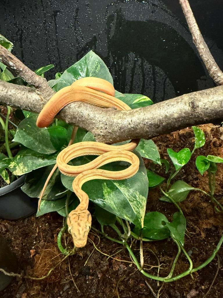Corallus Hortulanus CB250101 03, Animaux & Accessoires, Reptiles & Amphibiens, Serpent, 0 à 2 ans