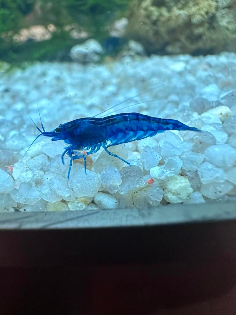 Blue dream garnalen