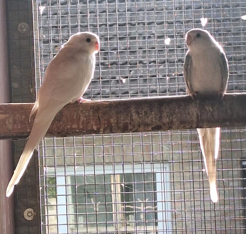 Roodruggen, Dieren en Toebehoren, Vogels | Parkieten en Papegaaien
