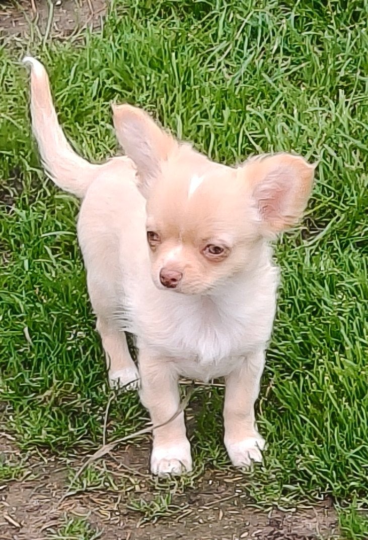 Chihuahua reutjes te koop, Dieren en Toebehoren, België, Particulier, Reu, CDV (hondenziekte)