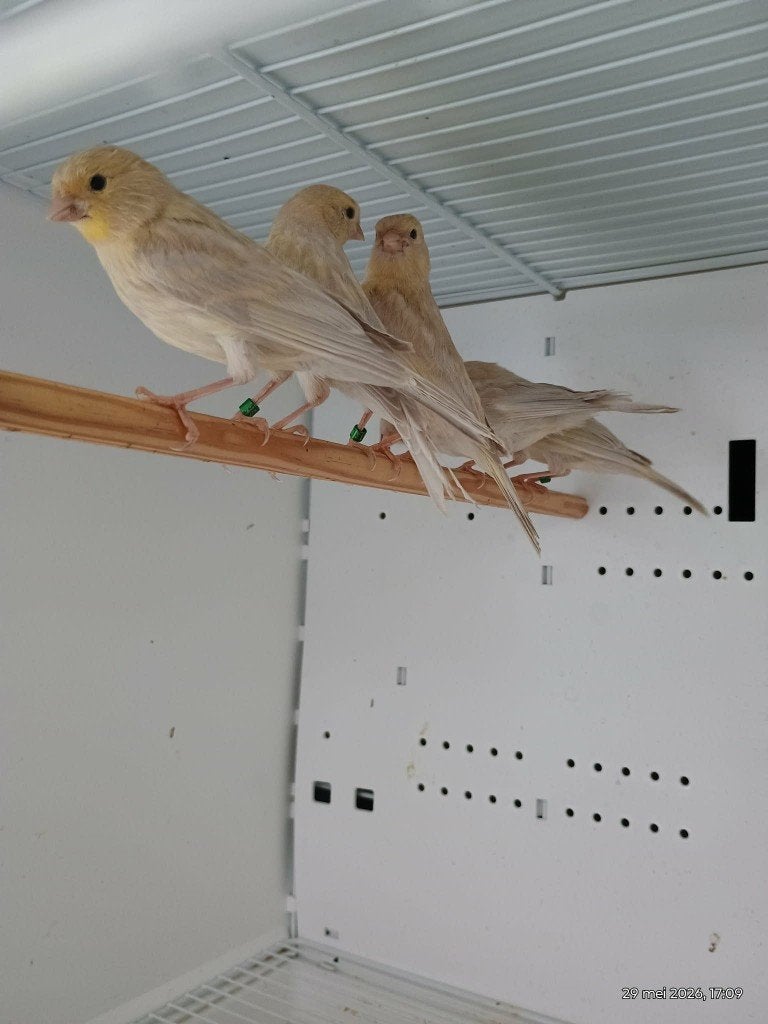kanarie vogels, Dieren en Toebehoren, Geslacht onbekend, Kleurkanarie