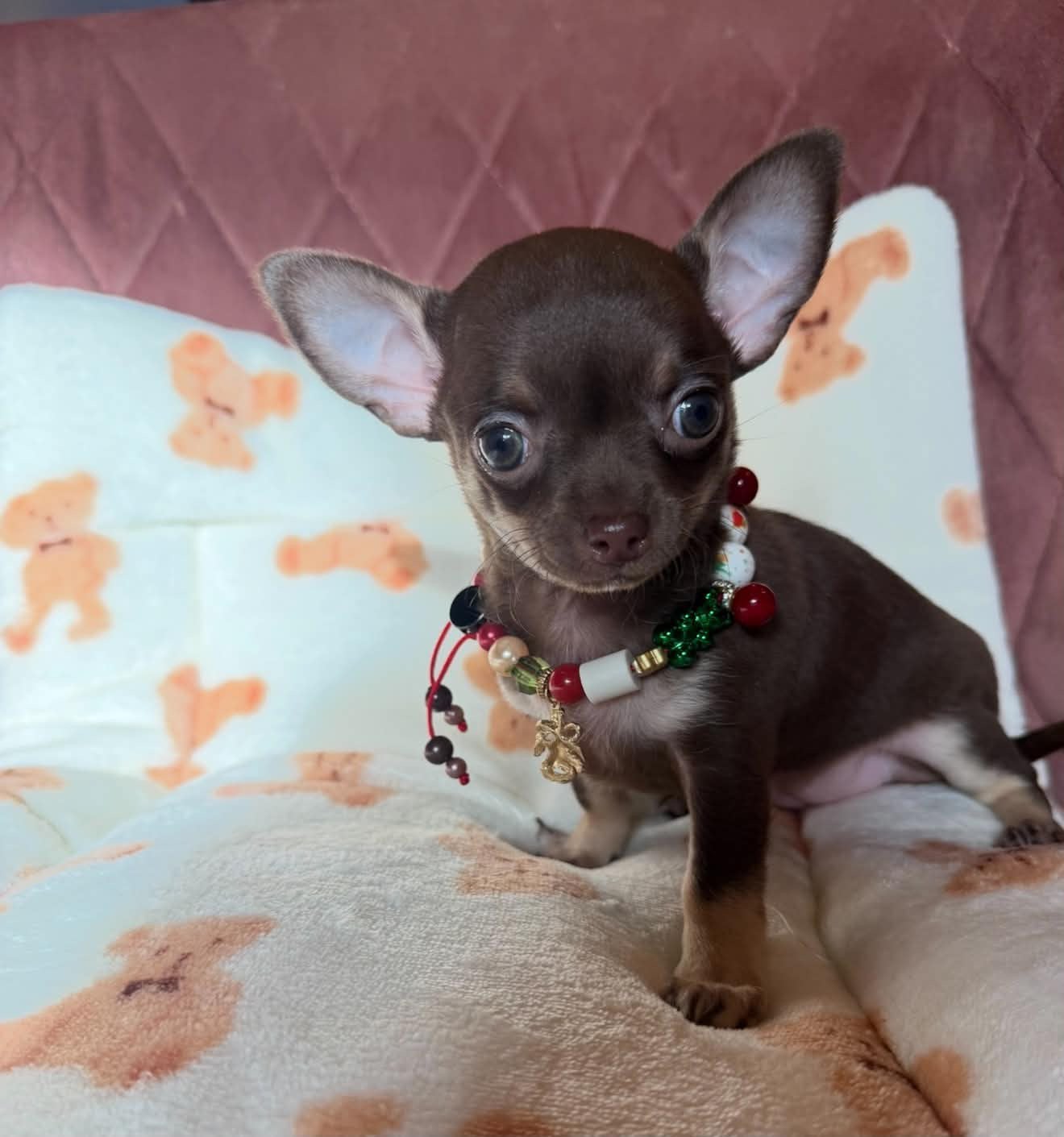 Chihuahua pups, Dieren en Toebehoren, België, CDV (hondenziekte), 8 tot 15 weken, Meerdere