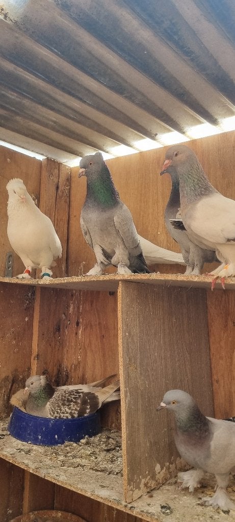 Pigeon takla mardin, Plusieurs animaux, Autres espèces