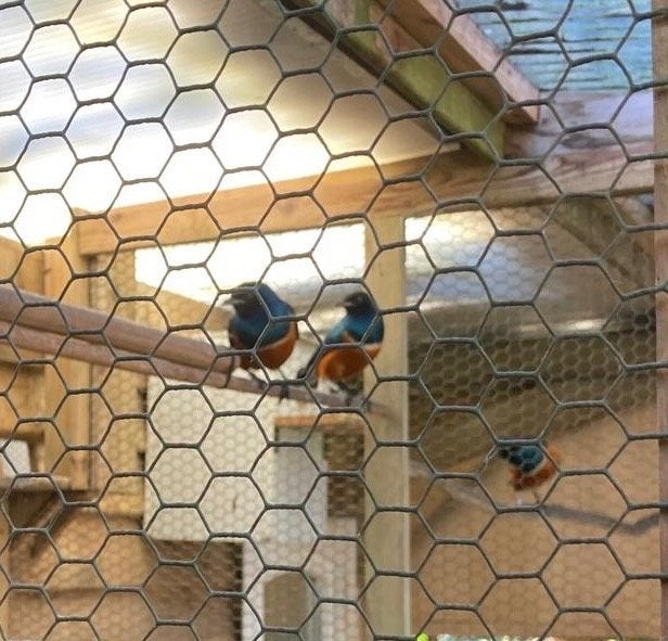 Glansspreeuwen, Dieren en Toebehoren, Meerdere dieren, Wildzangvogel
