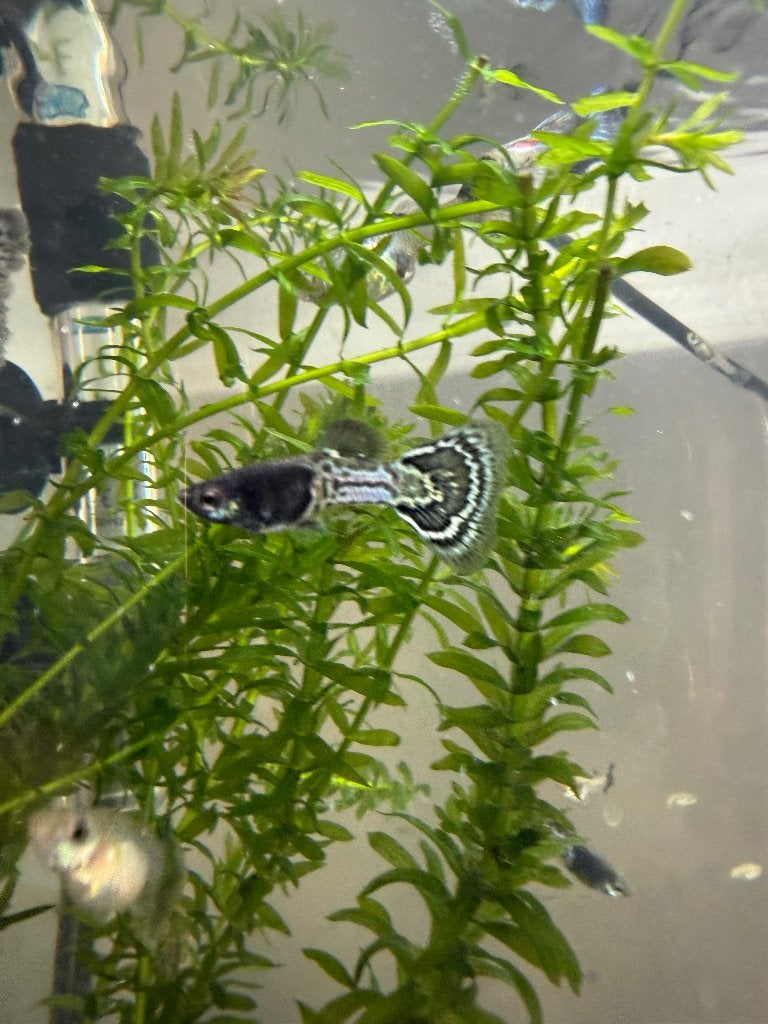 Blue metal sneakskin guppy, Vis, Zoetwatervis