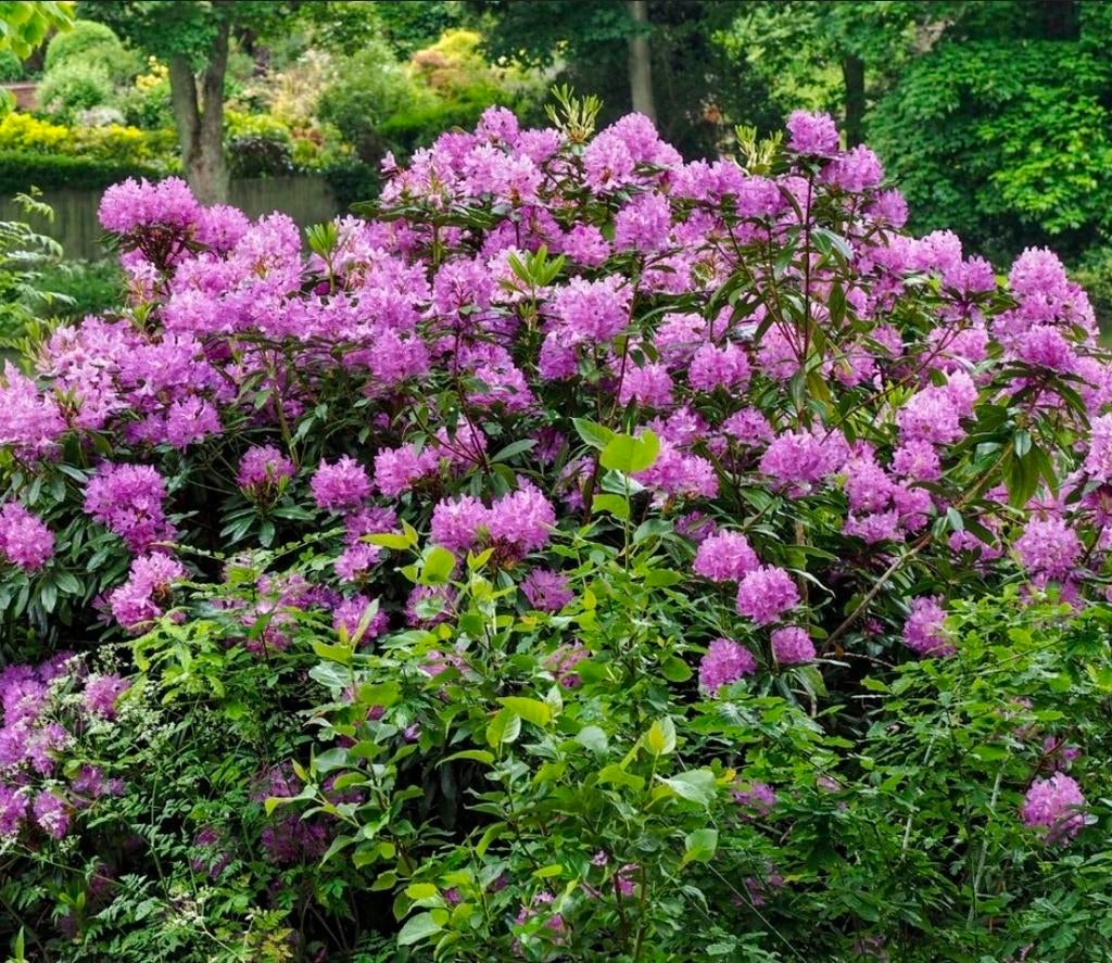 Rhododendron, Enlèvement