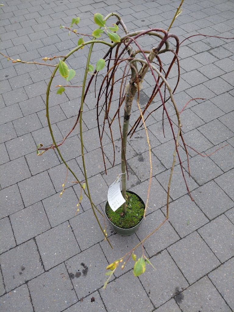Salix Caprea Pendula, Enlèvement, Ombre partielle