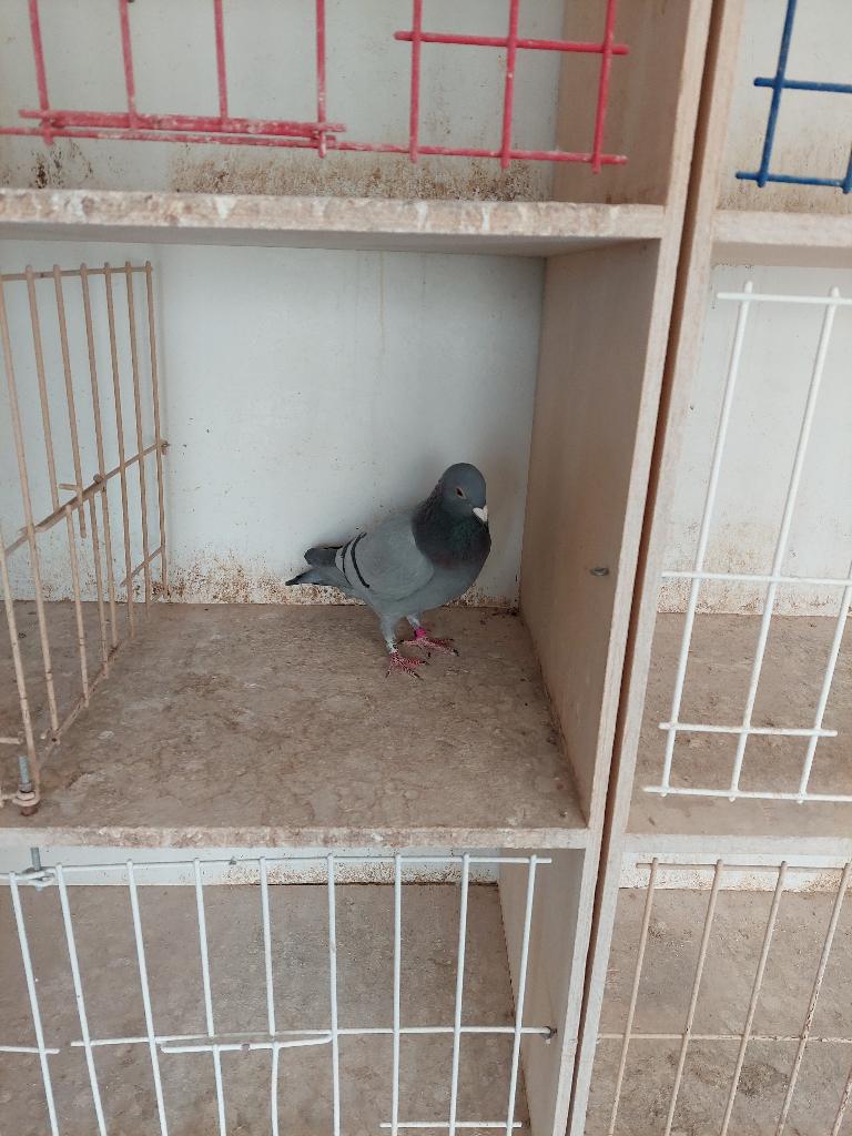 3 DUIVINNEN TE KOOP ZWARE FOND STUK, Dieren en Toebehoren, Vogels | Duiven