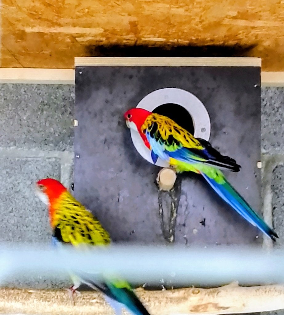 Rosella koppels, Perruche, Bagué