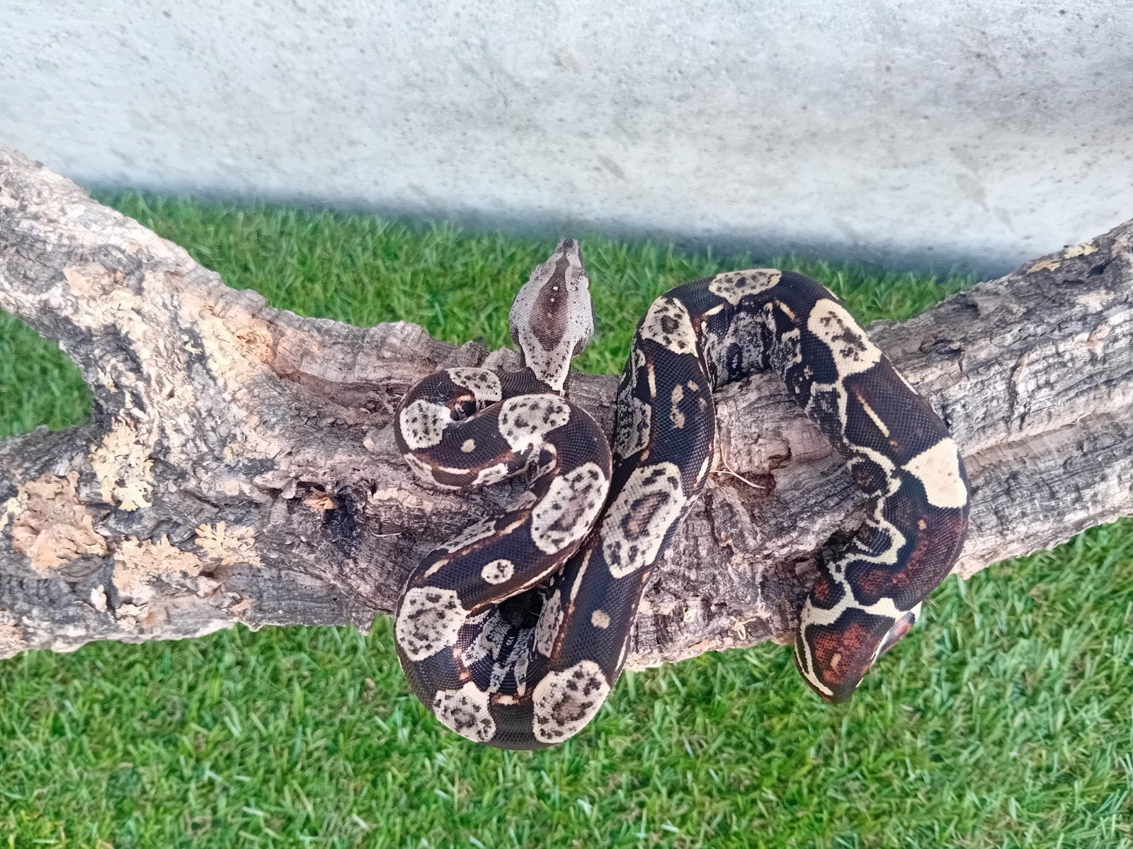 jonge boa constrictor imperator, Dieren en Toebehoren, Reptielen en Amfibieën, Slang, Tam, 0 tot 2 jaar