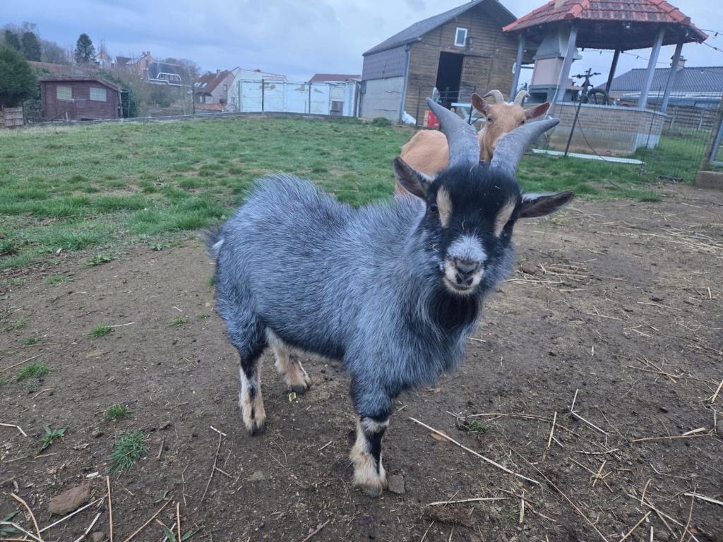 Dwerggeiten bok, Dieren en Toebehoren, Schapen, Geiten en Varkens, Mannelijk, Geit