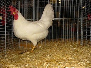 Britse leghorn broedeiren gezocht, Animaux & Accessoires, Volatiles | Accessoires