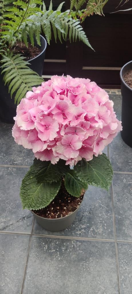 Plant Hydrangea Fusion roze XXL bloem, Tuin en Terras, Ophalen