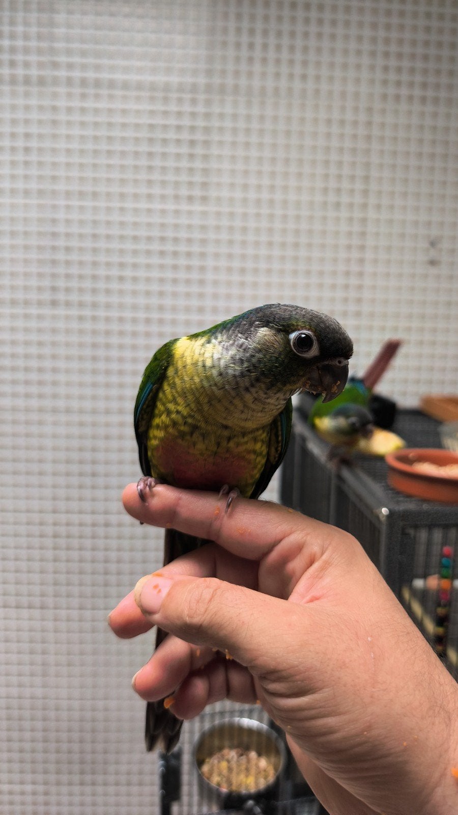 Conure Molinae, Animaux & Accessoires, Oiseaux | Perruches & Perroquets