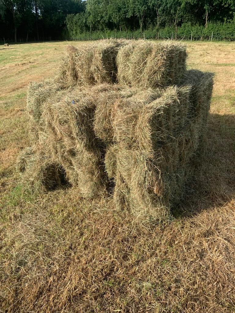 Paarden hooi