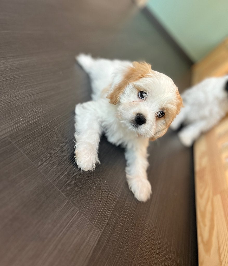 Beaux chiots Cavapoo, Animaux & Accessoires, Caniche, Plusieurs, Hépatite contagieuse (maladie de Rubarth), Belgique