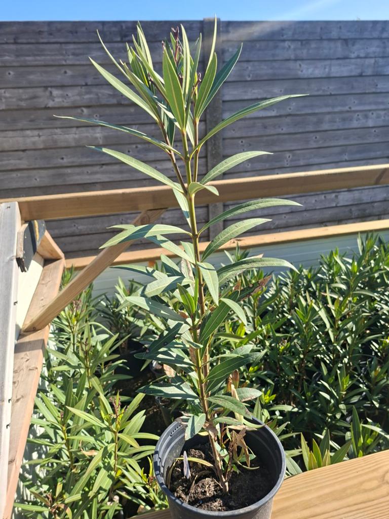 Oleanders verschillende kleuren, Ophalen