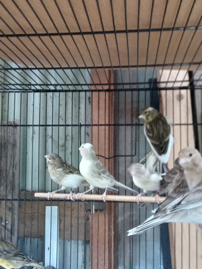 A vendre canaris, Enlèvement, Neuf