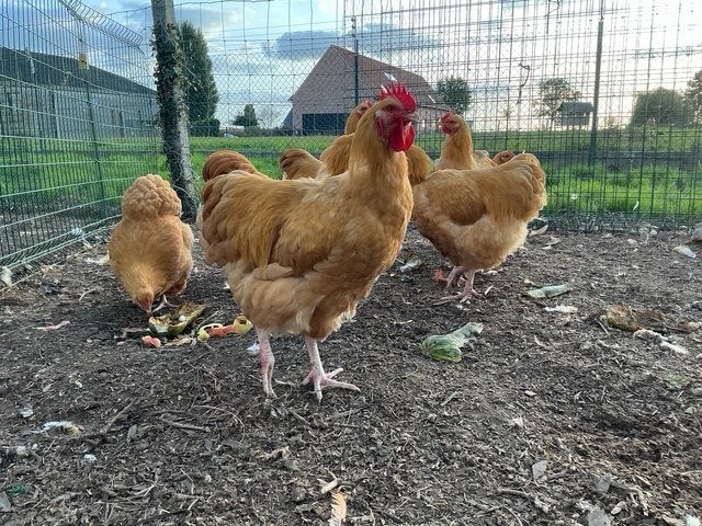 orpington buff haan te geef, Mannelijk, Kip