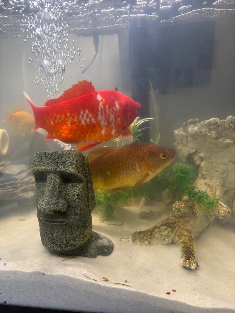 2 grote vissen, Dieren en Toebehoren