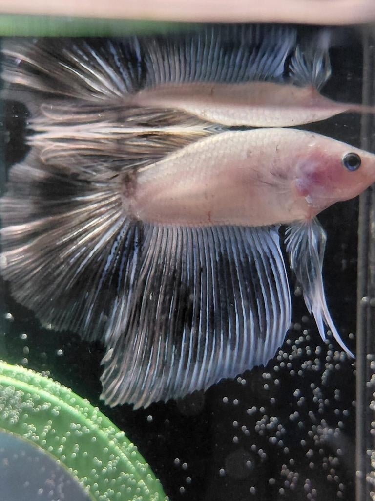Cellophane marble halfmoon betta man, Dieren en Toebehoren, Vis