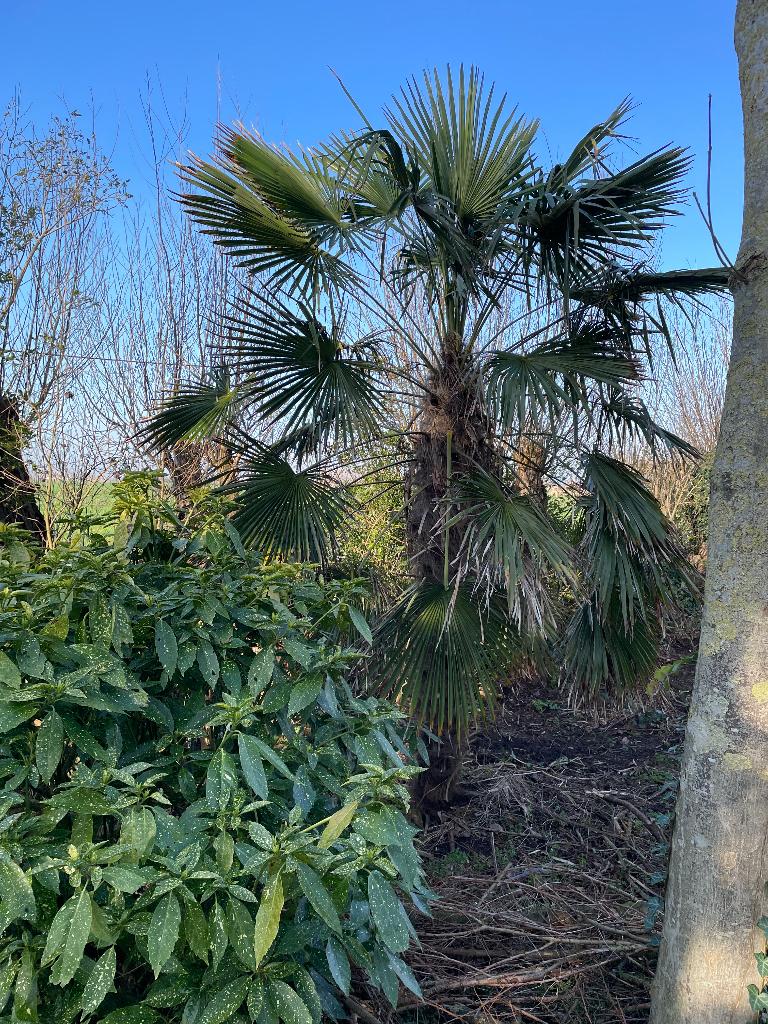 Palmboom, winterhard, Ophalen, Vaste plant, Overige soorten