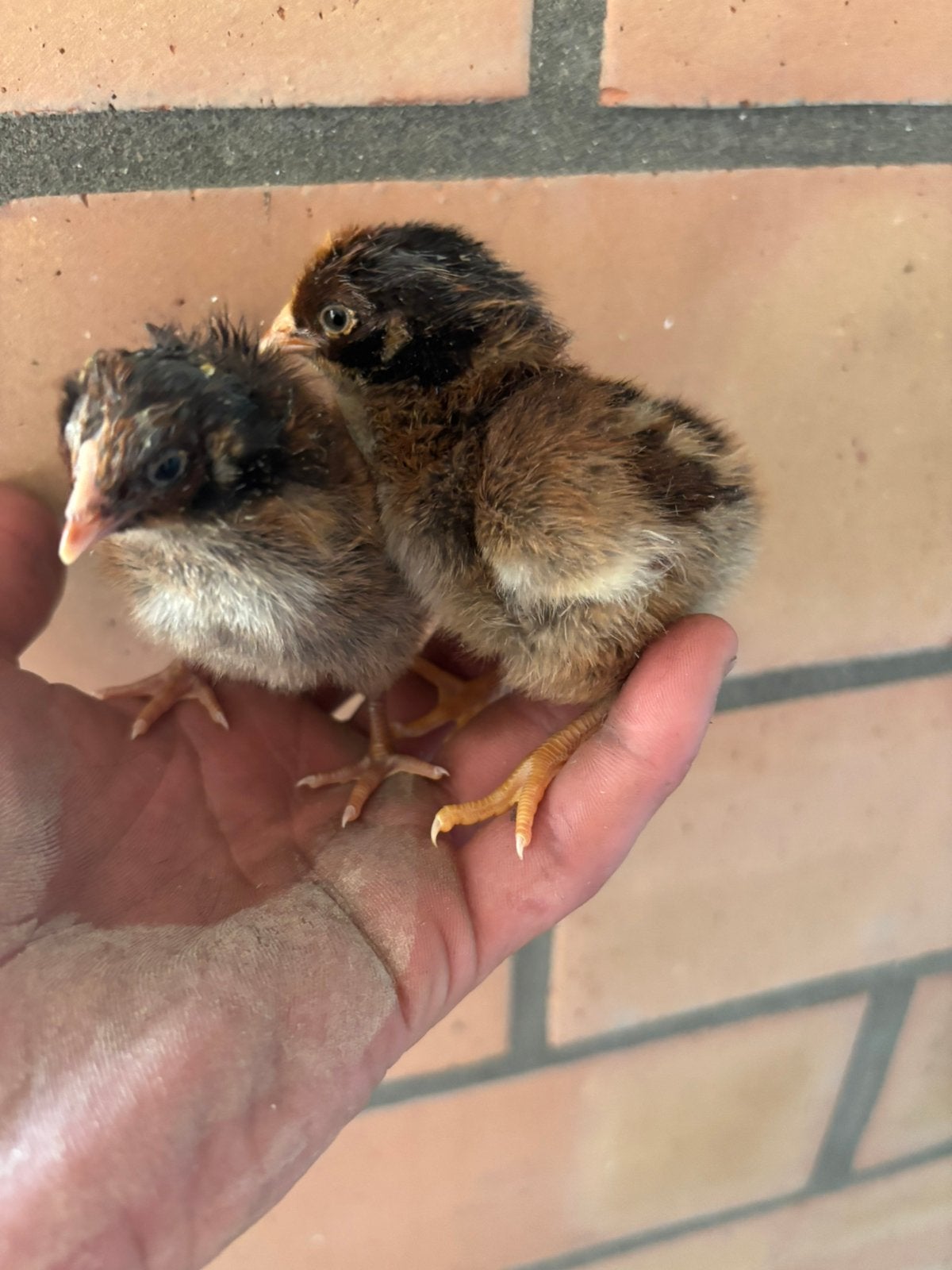 Kuikentjes, Dieren en Toebehoren, Pluimvee