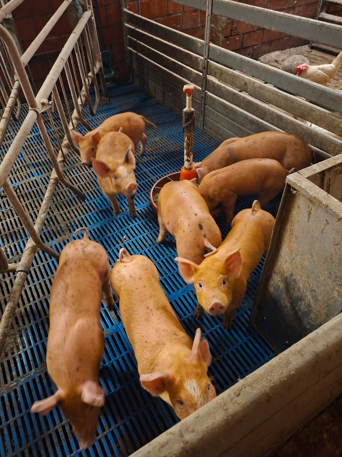biggen durox x pietrain, Dieren en Toebehoren