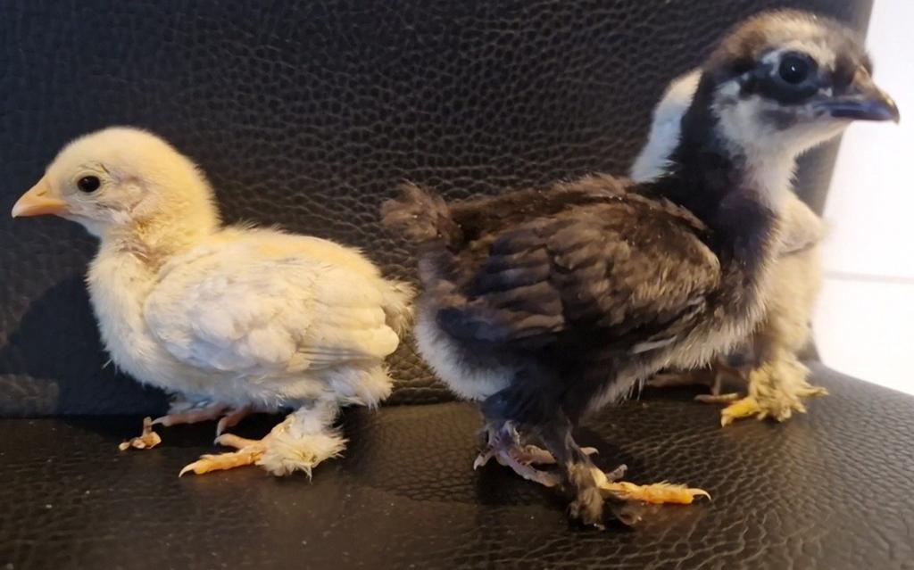 Cochin Kriel Kuikentjes, Dieren en Toebehoren, Pluimvee
