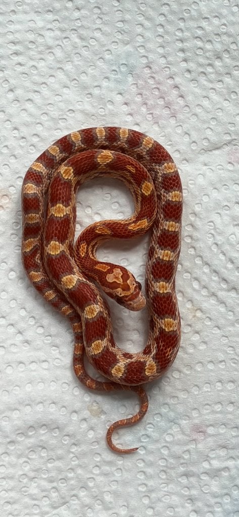 Laatste baby korenslang, Serpent, 0 à 2 ans