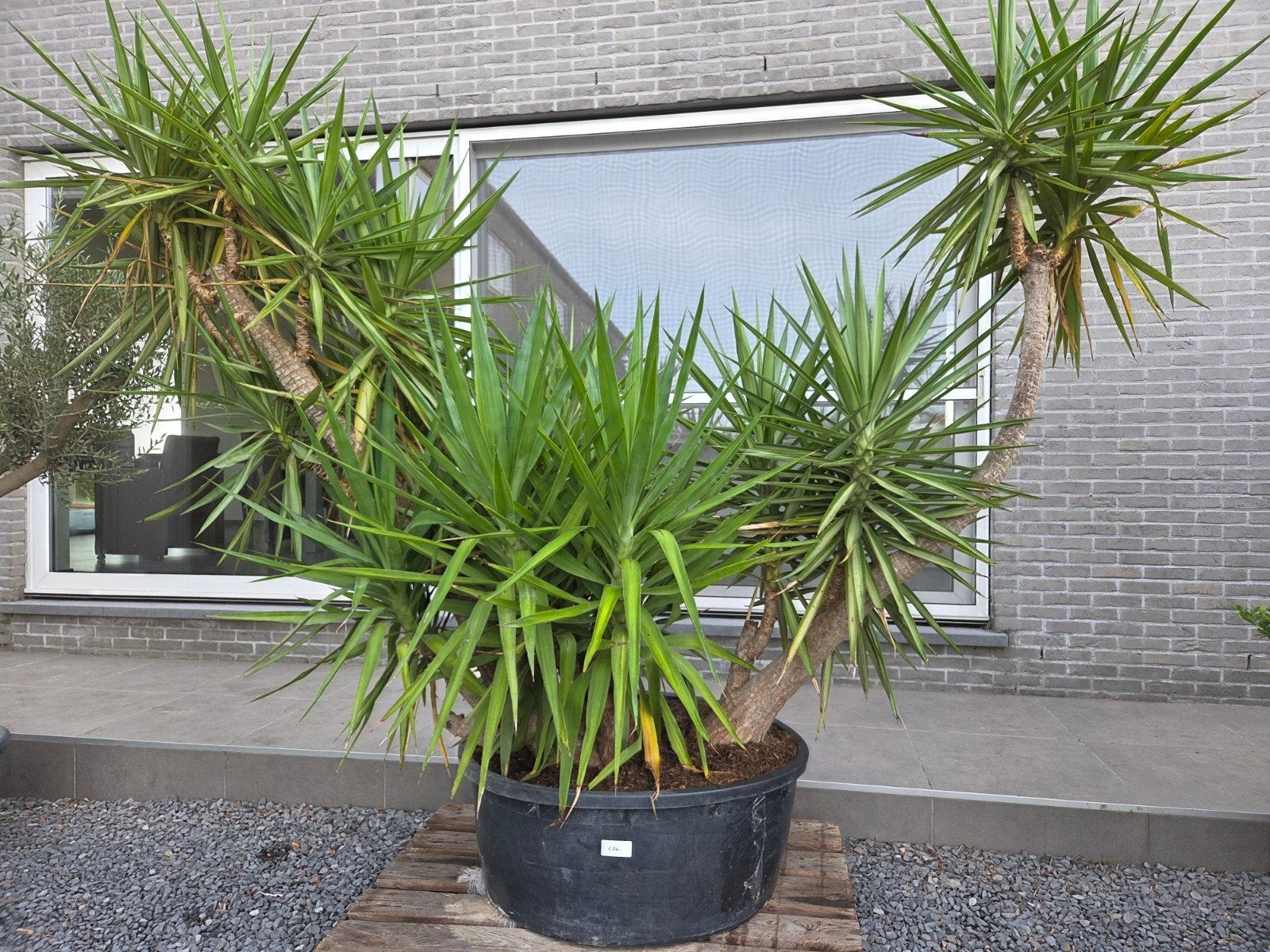 Yucca Jewel meerstam, Ophalen