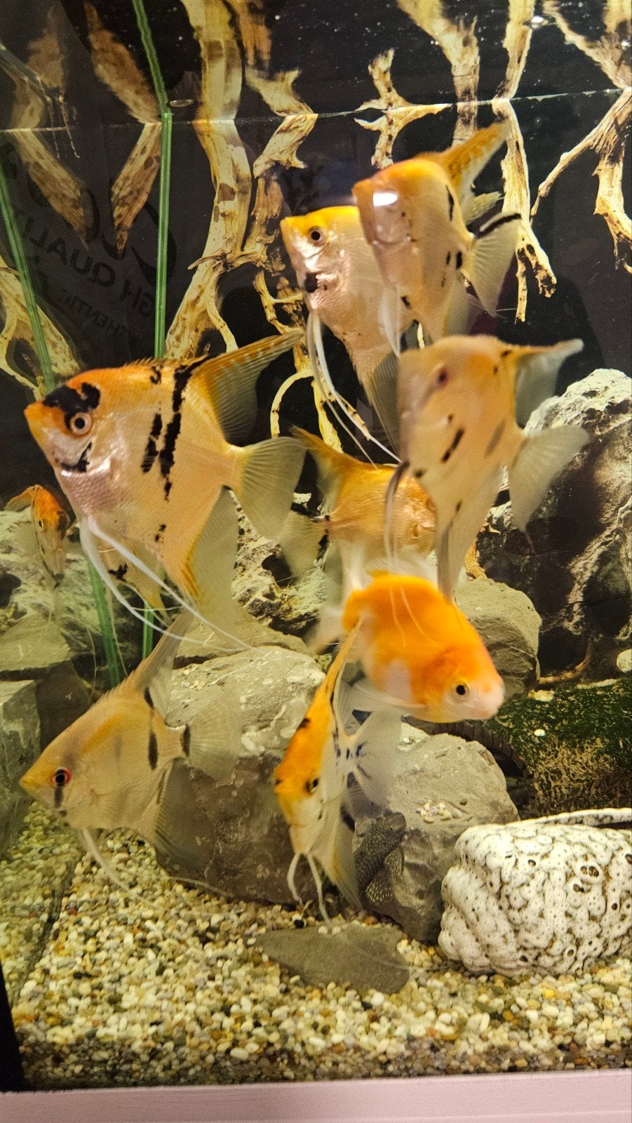 Vissen, Aquarium vissen, Dieren en Toebehoren, Ophalen, Gebruikt, Gevuld zoetwateraquarium