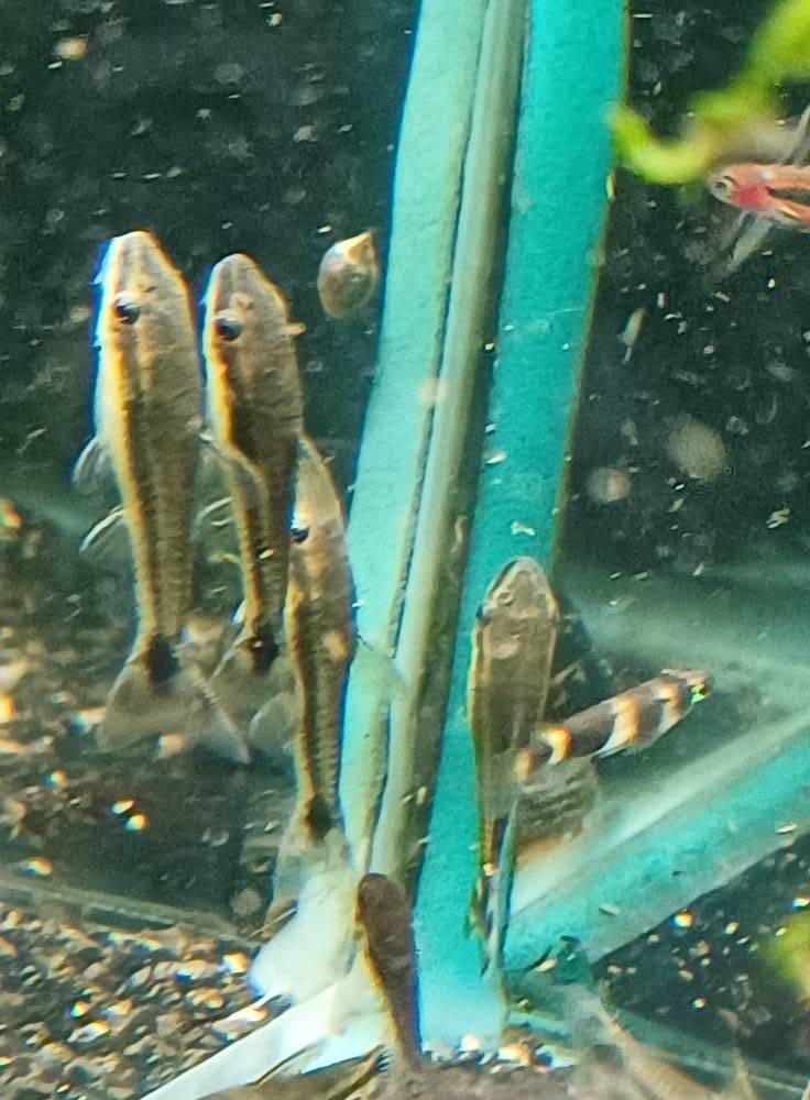 Hobbyaquarium Otocinclus vittatus / dwergalgeneters, Dieren en Toebehoren, Vissen | Aquariumvissen, Vis, Zoetwatervis, Schoolvis