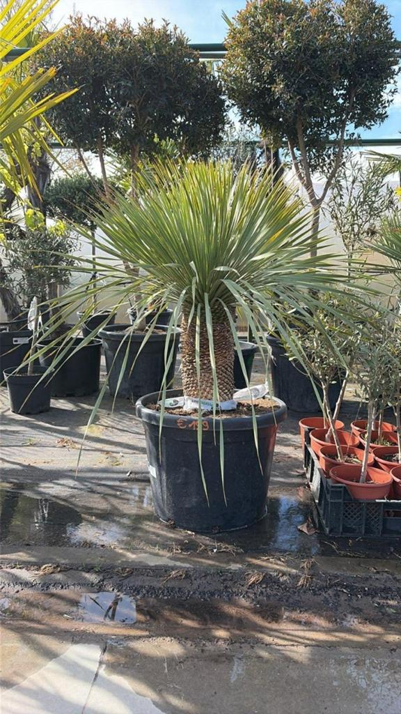 ‼️Yucca's rostrata aan promoprijzen ‼️, Ophalen