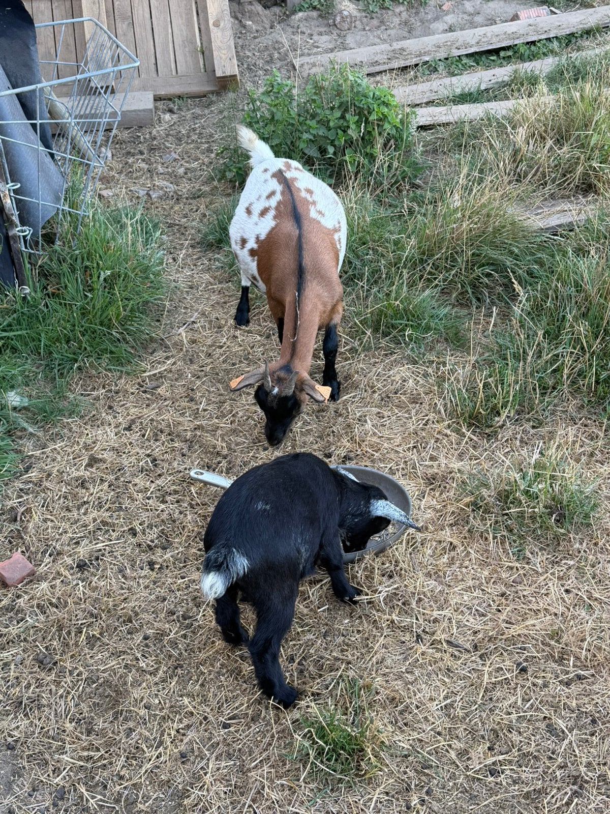 4 geitjes, Dieren en Toebehoren, Schapen, Geiten en Varkens, Vrouwelijk, Geit, 0 tot 2 jaar