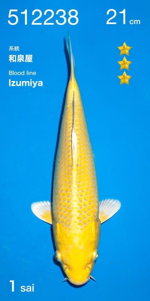 Vhq Yamabuki van de Ogata veiling met Izumiya bloedlijnen, Dieren en Toebehoren, Vissen | Vijvervissen, Karper of Koi