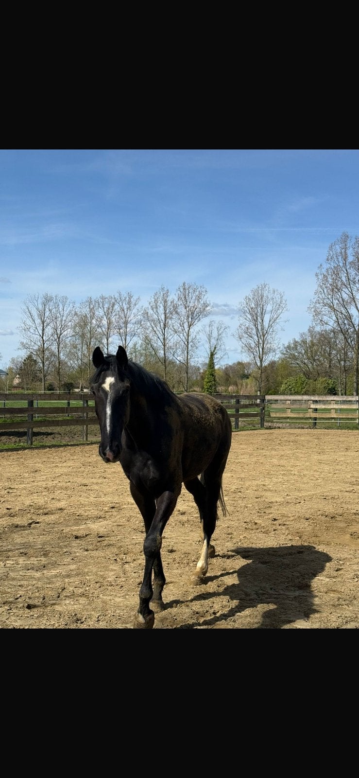 Weidemaatje te koop MOET WEG, Dieren en Toebehoren, Paarden, Ruin, Niet van toepassing, 175 cm of meer, 3 tot 6 jaar