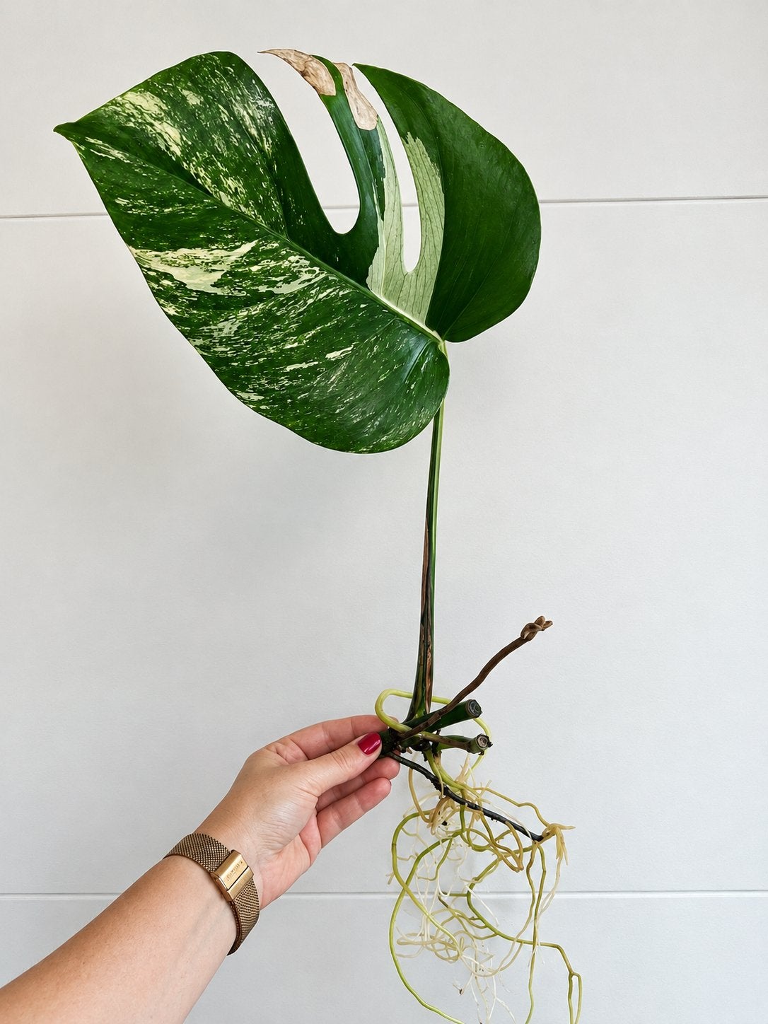 Monstera variegata stek, Enlèvement