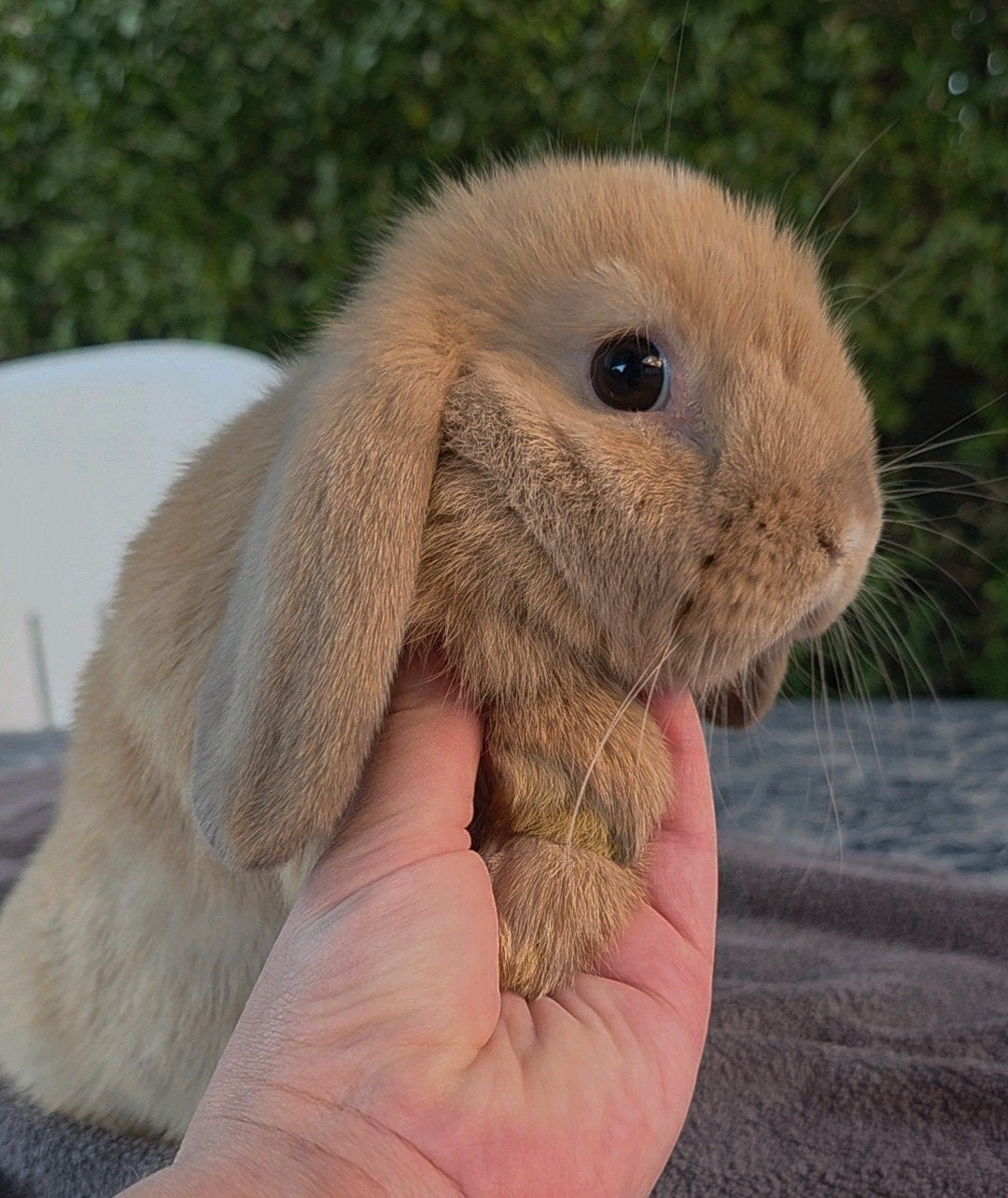 Minilop, Dieren en Toebehoren, Konijnen, Meerdere dieren, Dwerg, Hangoor, 0 tot 2 jaar