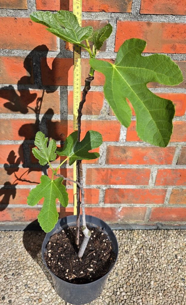 Figuier 'BROWN TURKEY' figuier Ficus Carica 1v6, Figuier, En pot, Plein soleil, Enlèvement