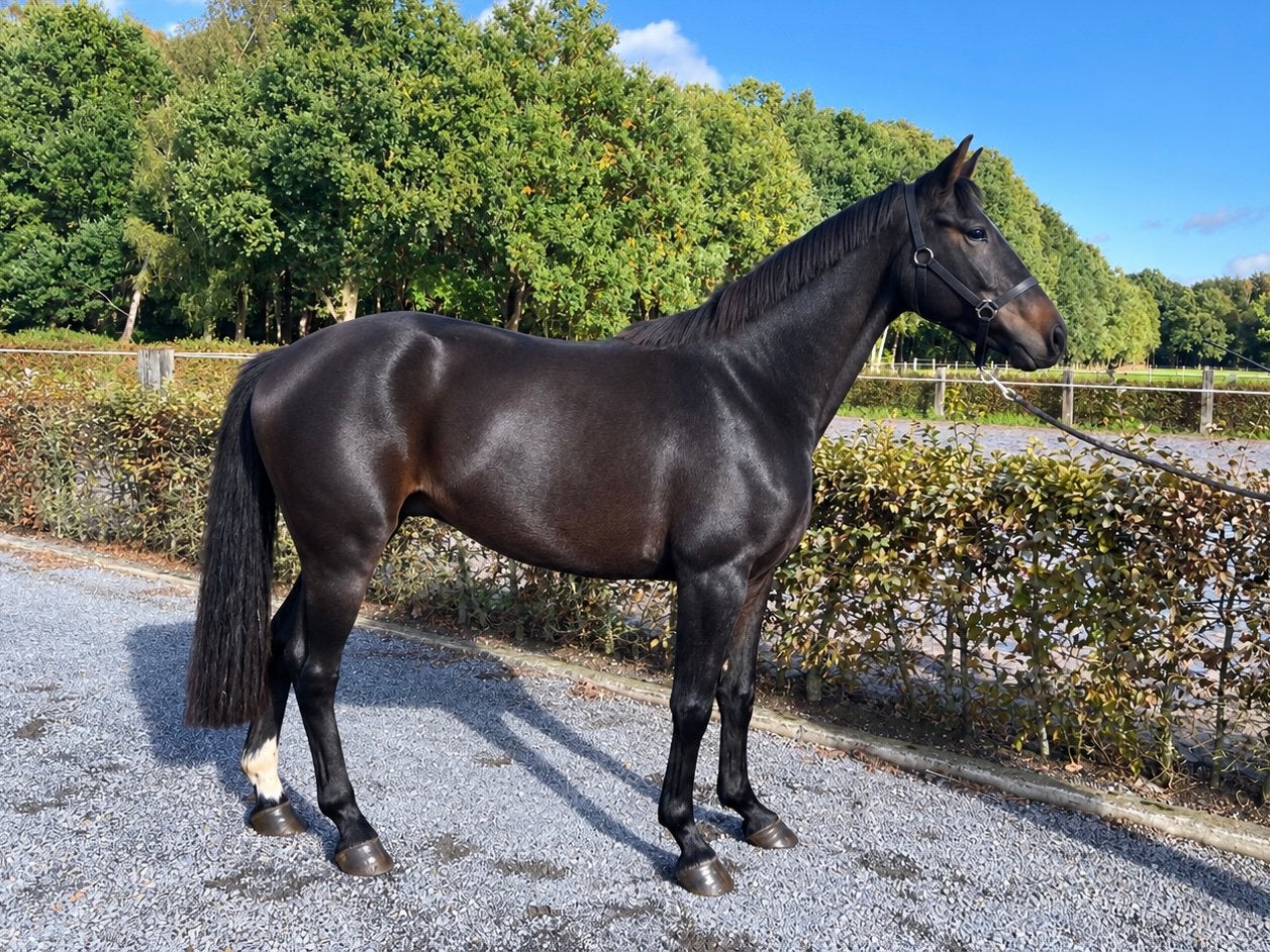 3j ruin van Bisquet Balou, Dieren en Toebehoren, Springpaard, Met stamboom, Ruin, 3 tot 6 jaar