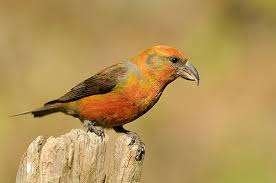 kruisbekken, Dieren en Toebehoren, Vogels | Overige Vogels, Wildzangvogel, Meerdere dieren, Tam, Geringd