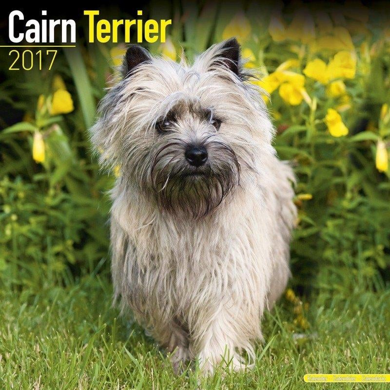 Calendrier Cairn Terrier 2017, Divers, Calendriers, Neuf, Calendrier annuel, Enlèvement ou Envoi