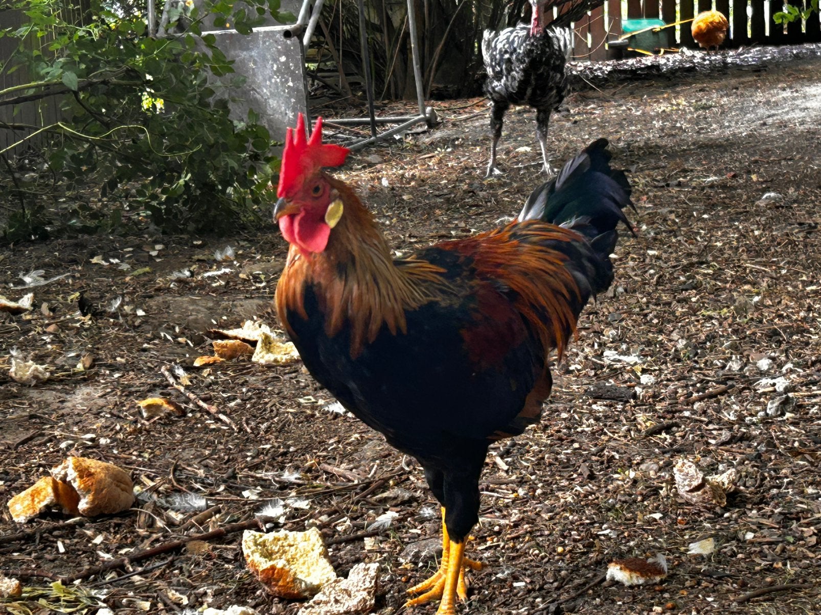2 raszuivere Leghorn haantjes van 16 weken oud., Dieren en Toebehoren, Pluimvee, Mannelijk, Kip